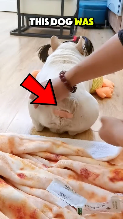 Owner's Surprising Solution to Farting Dog 😂🐶