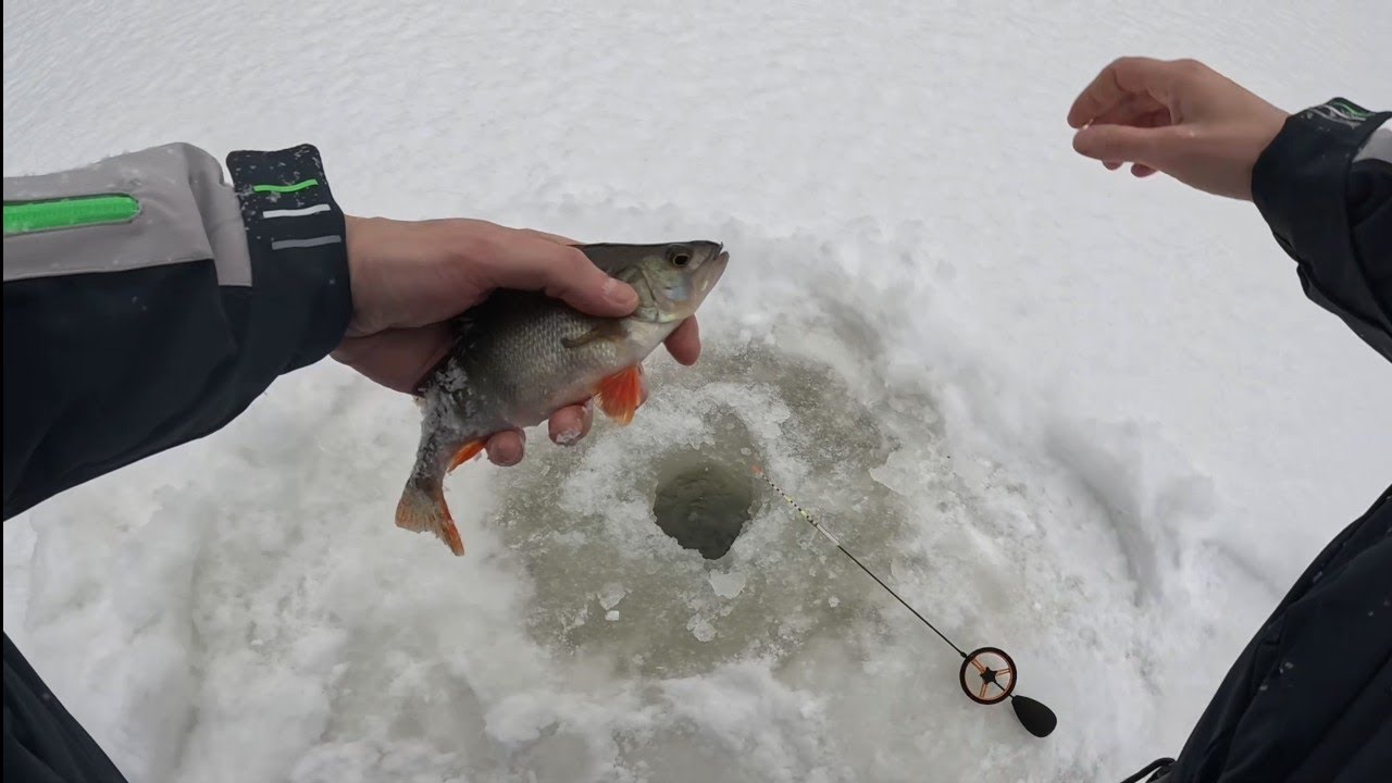 Открылся по льду. Учусь ловле на безмотылку.