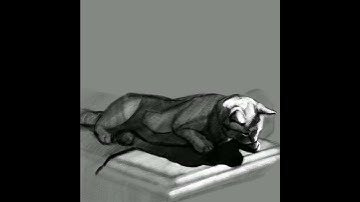 Process video - cat drawing with Procreate