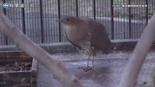 夜に響くミゾゴイの鳴き声