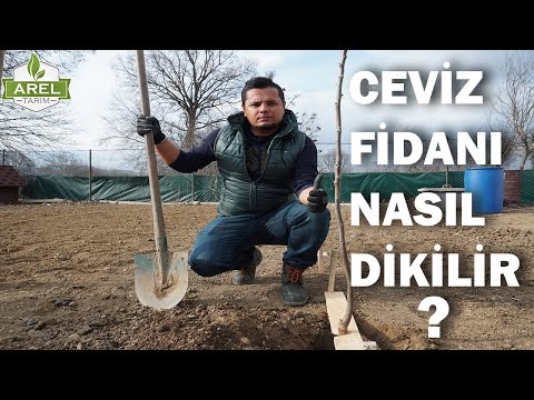 CEVİZ FİDANI NASIL DİKİLİR ?