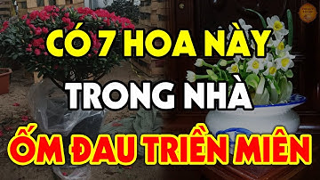 7 Loại Hoa Dù Đẹp Đến Mấy Cũng Cấm Để Trong Nhà Kẻo ỐM ĐAU TRIỀN MIÊN, Tiền Vàng Đội Nón Ra Đi