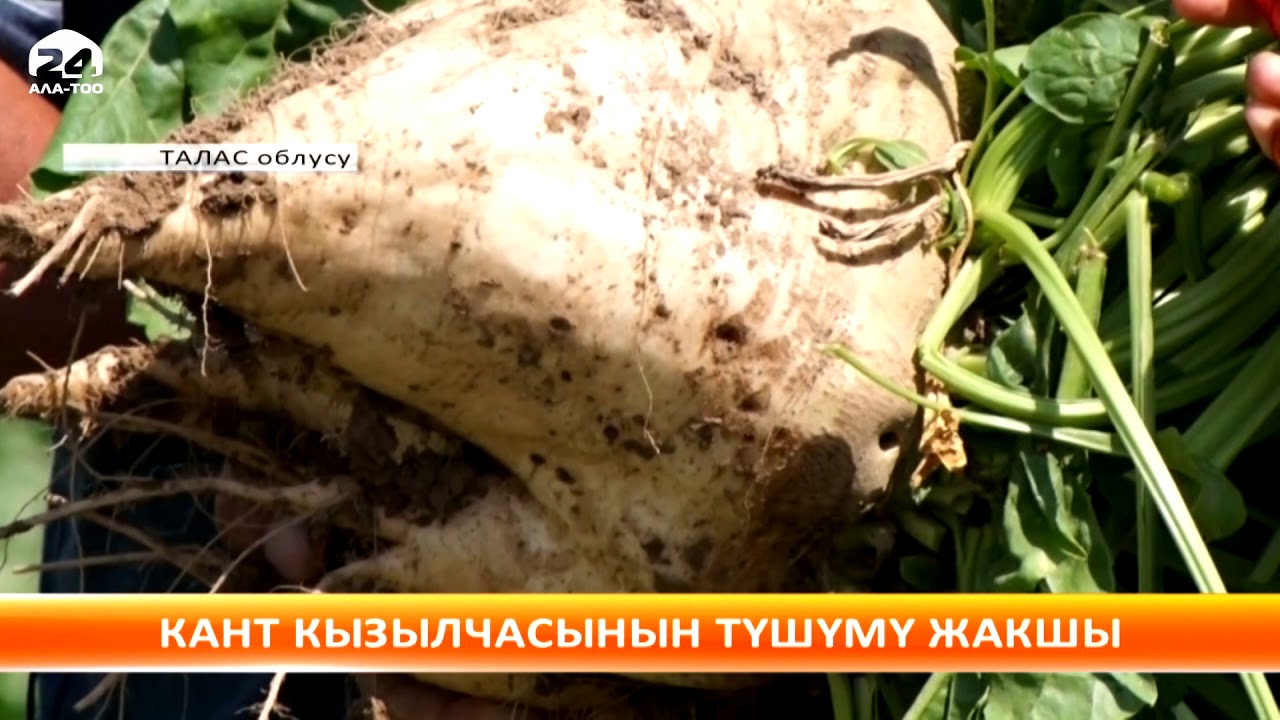 Кара-Буура району боюнча 290 гектар аянтка кант кызылчасы эгилген