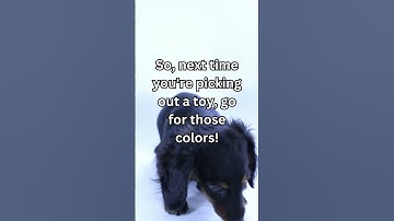 Thumbnail of Can Dogs See Color? Unveiling the Truth About Dog Vision! 🌈🐶 | Fascinating Dog Facts #dog #facts