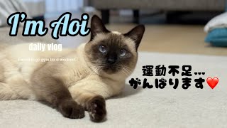 【シャム猫】運動不足な猫🐈 by シャム猫あおい 717 views 5 months ago 5 minutes, 44 seconds