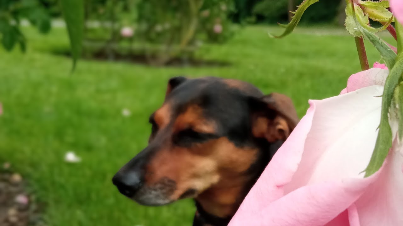 Dog Adele в прямом эфире!