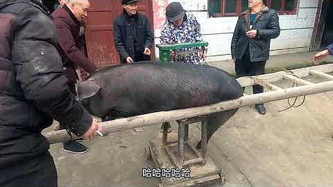 Pig Slaughter-Rural pig killing series, if you lik...