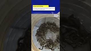 😱 27 Snake Hatchlings Found Inside Family Water Tank! Shocking Rescue Caught on Camera #goa