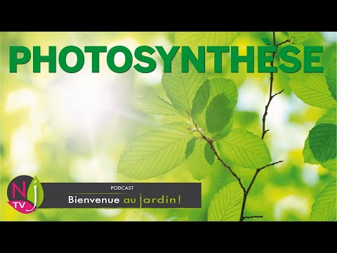 Vidéo: Comment les plantes fabriquent-elles de la nourriture par photosynthèse ?