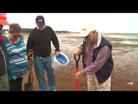 PEI's Famous Shellfish: Digging for Dinner in Central Bedeque - Prince Edward Island, Canada