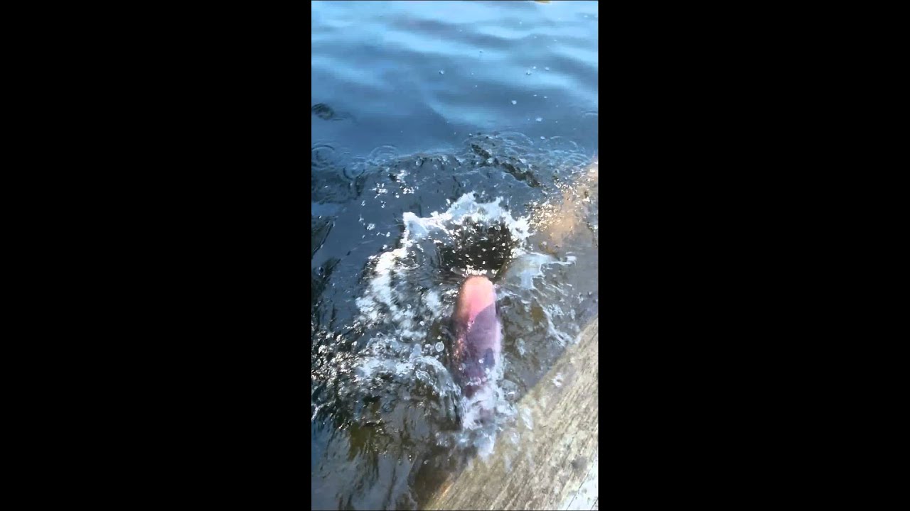 Yahoo lake Trout fishing YouTube