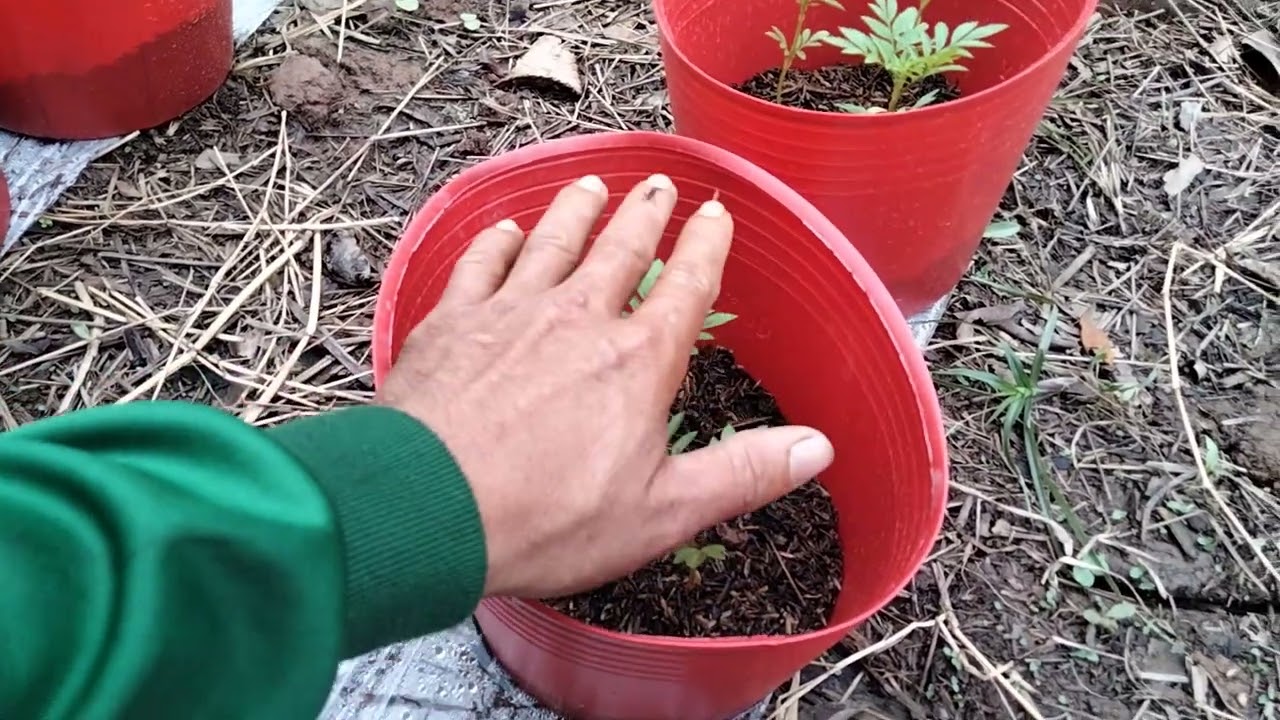 Trồng vạn thọ 2026|phần 1 