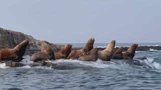 日本北端の無人島トド占拠 最盛期数千頭、漁業被害も