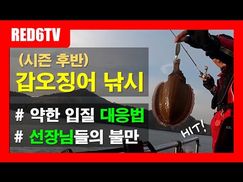 갑오징어낚시 - <strong>시즌</strong> 후반! 약한 입질 대응법 (<strong>TALK</strong> TO FISH EP.26)