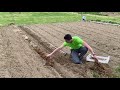 Plantation des pommes de terre : période et techniques idéales ( culture en terre ou en paille)