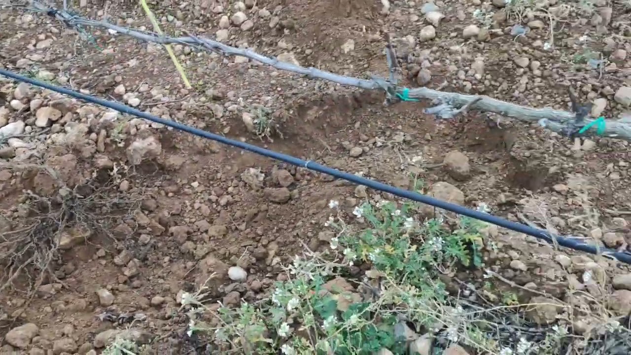 Replantardo de viñedo (faltas o marras)