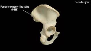 Pelvic Bone   Lateral View   Drawn Anatomy