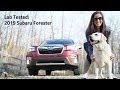 2019 Subaru Forester: Andie the Lab Review!