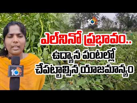 El Nino Impact | ఎల్ నినో ప్రభావం..ఉద్యాన పంటల్లో చేపట్టాల్సిన యాజమాన్యం | Matti Manishi | 10TV News - 10TVNEWSTELUGU