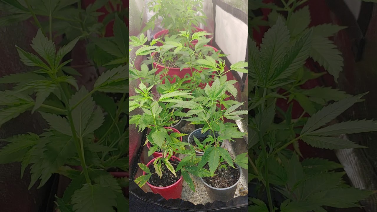 Purple cheese. Roadkill skunk review. Week 9 of cheese