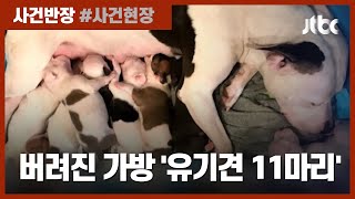 화장실에 버려진 강아지와 가방, 그 안엔 갓 태어난 11마리가… / JTBC 사건반장