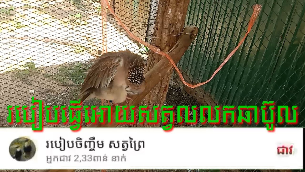 របៀបធ្វើអោយសត្វលលកឆាប់បូល