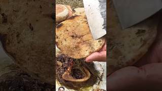 outdoorcooking cooking food steak outdoorcooking bushcraft burger ossobuco asmr forest