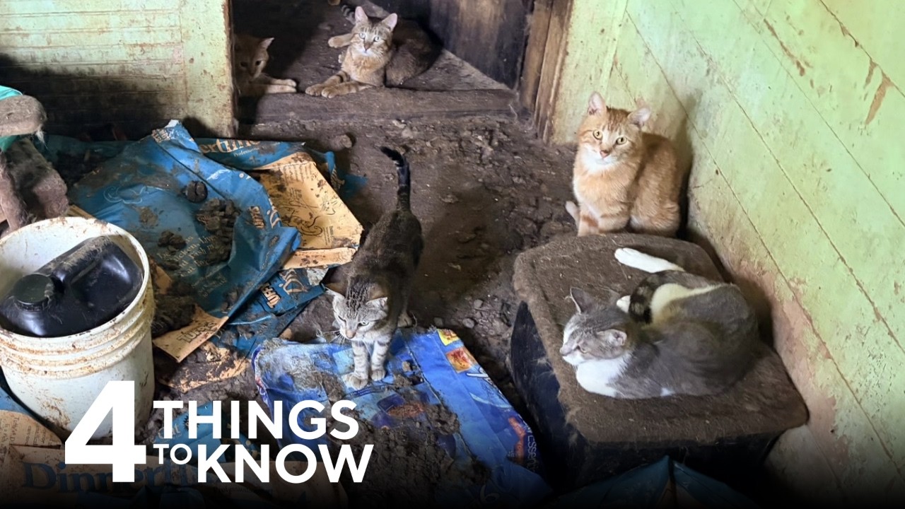 71 Cats Rescued From Home With 