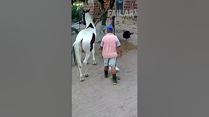 #cavalos #cavalo #marchadores #pecuarista #vaquejada #playvaquejada #horse#vaqueiro #cavalomarchador