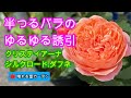 半つるバラのゆるゆる誘引♪クリスティアーナ、シルクロード、ダフネ
