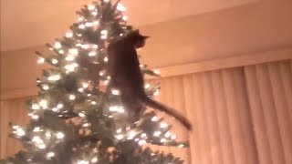 Cats vs Christmas trees amazing compilation