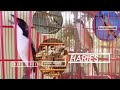 Ngeri Omhu Tembakan Cende Super Mantap Kompilasi Cendet Isian Gereja Dan Lovebird Mp3 - Mp4 Download