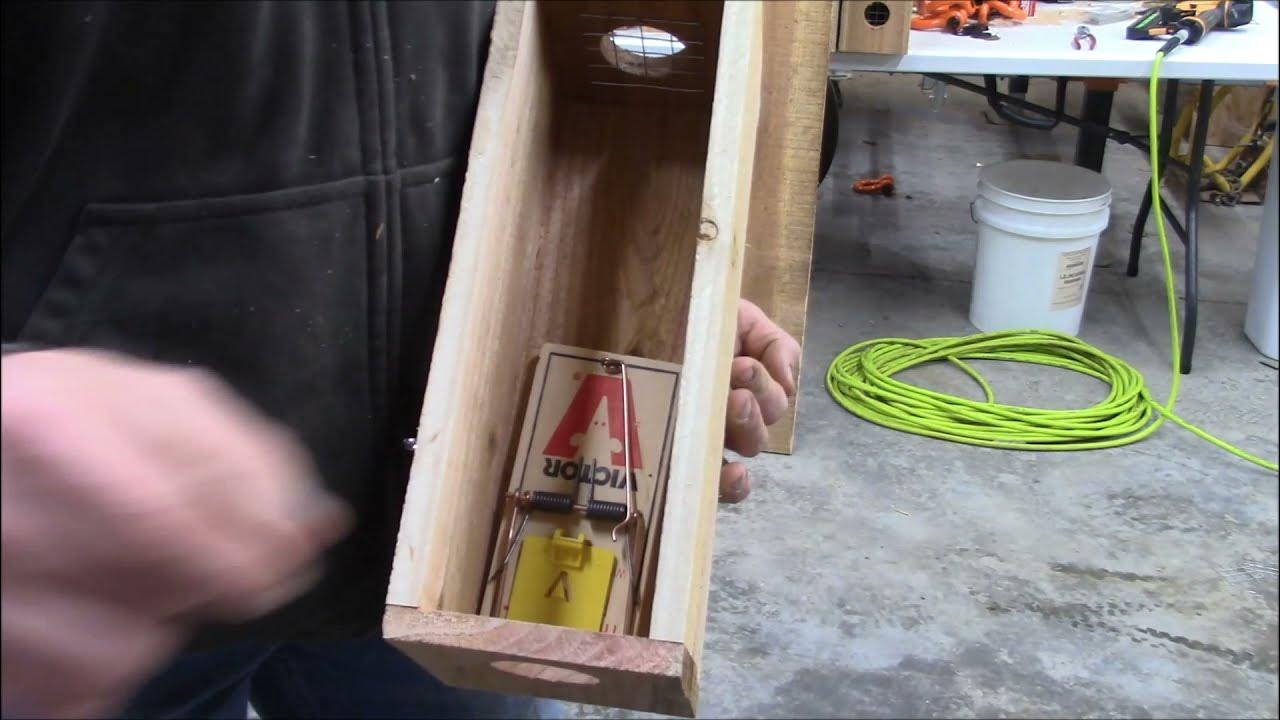 how-to-build-a-weasel-box-and-catch-weasels-youtube