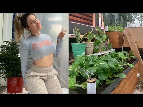 วีดีโอ: Sunroom Veggie Garden – ปลูกผักในห้องอาบแดดในฤดูหนาว