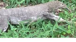 Monitor Lizard walking around