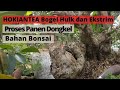 Panen Hokiantea dari Ground | Bahan Bonsai Bogel Ekstrim