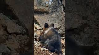 💢高原上的棕熊幼崽！Brown Bear #Animal 【跟着图尔去旅行】