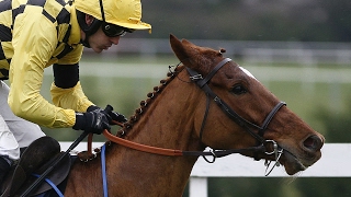 Melon - a fine debut at Leopardstown