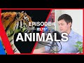 Ielts english podcast  speaking topic animals