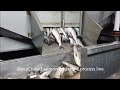 Salmon Processing plant in Russia