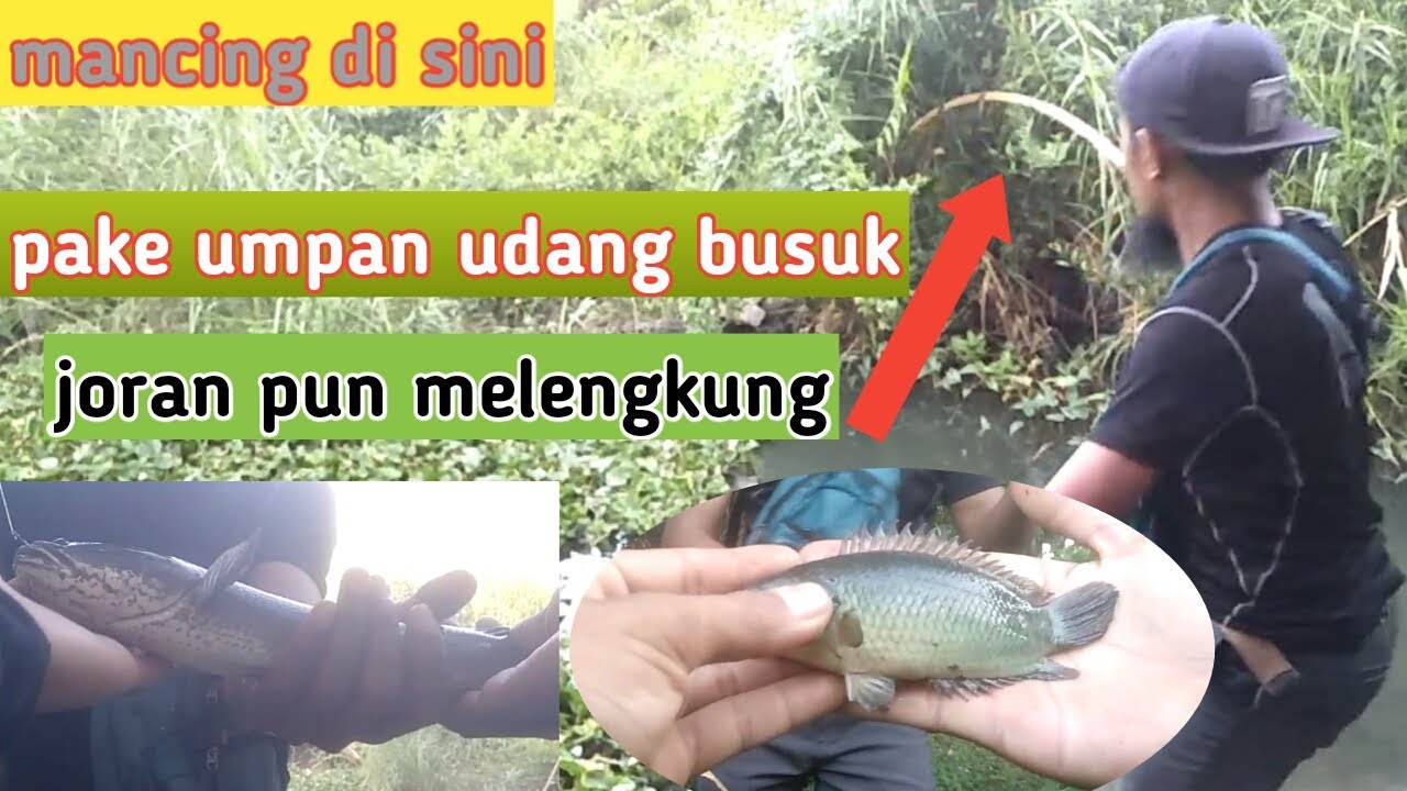 Mancing pake umpan udang, hasilnya lumayan buat nambah koleksi 