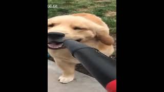 Omg So Cute Baby Cats Funny Animal Videos Ep 170085