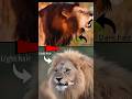 Dark hair lion OR Light hair lion!!🦁😱 #facts #shortsfeed #viralvideo