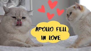 Apollo fell in love! Again?! Apollo and his girlfriends!