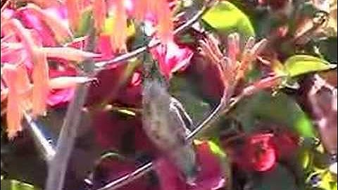 Hummingbird in the aloe blossoms part 2