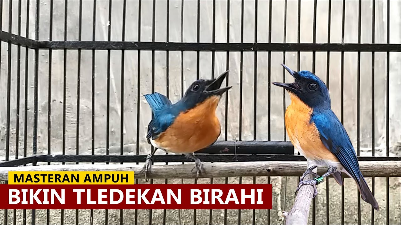Burung Tledekan gunung jantan gacor fighter ‼️ Suara PIKAT sulingan bakau SRDC jongkangan agar EMOSI