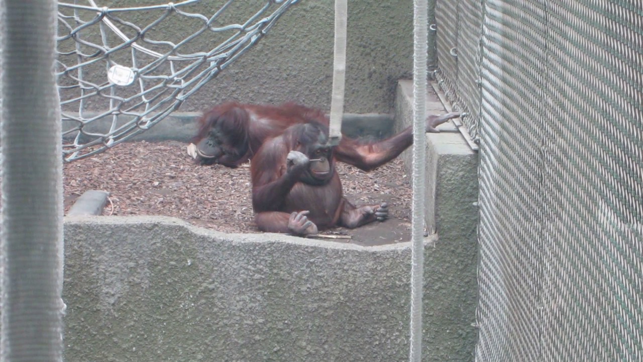 Orangutan using a stick tool (Chester Zoo) YouTube