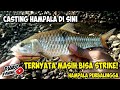 CASTING IKAN HAMPALA/PALUNG DI ANAK SUNGAI KLAWING PURBALINGGA BIKIN KETAGIHAN | PART 4