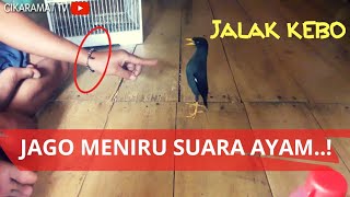 JALAK KEBO Bisa Menirukan SUARA AYAM | Jalak Kebo Bisa Ngomong Mirip Ayam