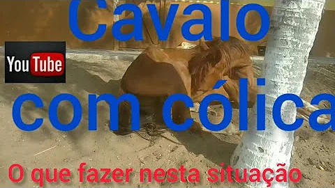 O que fazer quando cavalo estiver com cólica?